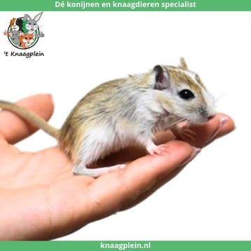 Jonge, handtamme Mongoolse gerbils te koop !, Meerdere dieren, Overige typen, Tam