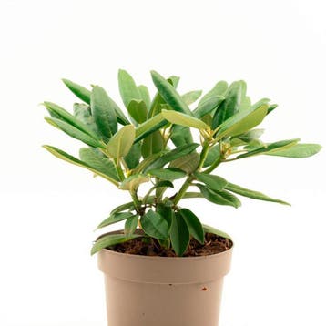 Rhododendron yakushimanum Fantastica container (P23), Verzenden, Overige soorten, Volle zon