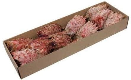 Protea Barbigera Medium Naturel Rood doos 10 stuks, Hobby en Vrije tijd, Knutselen, Nieuw, Ophalen of Verzenden