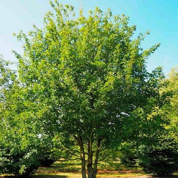 Esdoorn Campestre container (C3) Sierplanten, Geel, Groen, Verzenden, Overige soorten, Struik