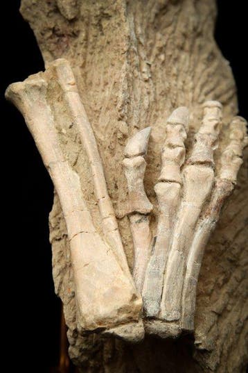 Fossiele matrix - Psittacosaurus foot - 27 cm - 14 cm