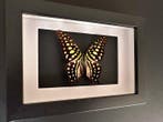 Vlinder Taxidermie volledige montage - Graphium Agamemnon de