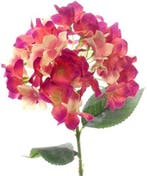 Hortensia Hydrangea Beauty Zijdenbloem Single 45 cm, Ophalen of Verzenden, Nieuw