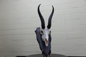 Springbok Schedel - Antidorcas marsupialis - 24 cm - 39 cm -, Nieuw