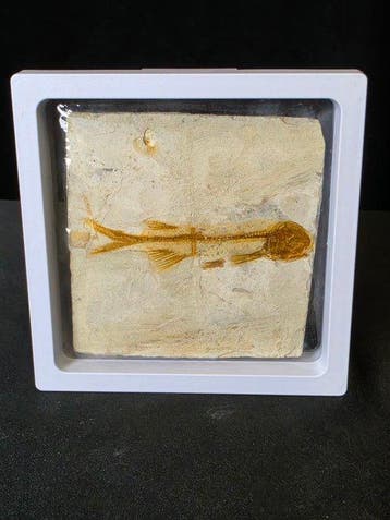 Vis - Gefossiliseerd dier - Lycoptera - 11 cm (Zonder