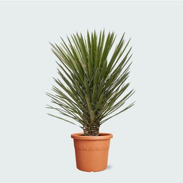 Green Bubble - Yucca Filifera Australis - 160cm - Ø40 cm, Tuin en Terras, Planten | Tuinplanten, Ophalen of Verzenden