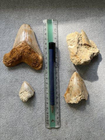 4 Megalodon tanden 10,5 / 8,1 / 6,5 / 4,0 cm - Fossiele tand