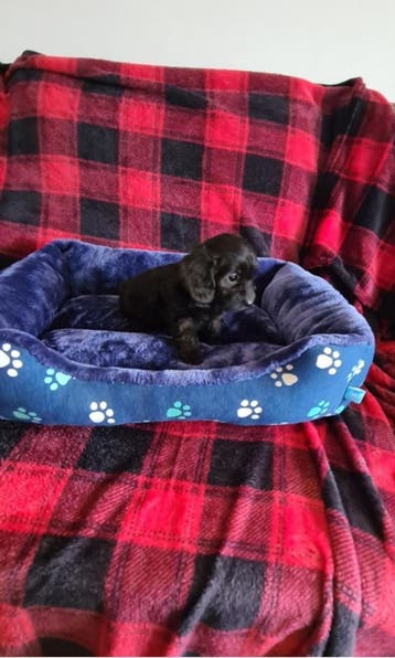 Doxiepoo puppies! (Dwergteckeltje x dwergpoedel), Parvo, 8 tot 15 weken, Meerdere, Nederland