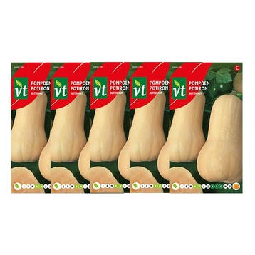 Pompoenzaad | VT | 5 stuks (Flespompoen), Verzenden