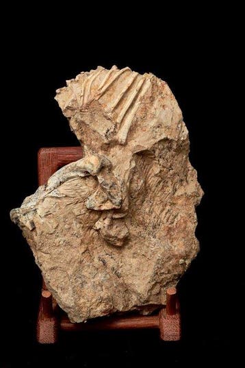 Fossiele matrix - Jeholosaurus - 21 cm - 15 cm