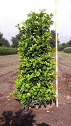 Prunus Laurocerasus Etna – Perfecte Laurier Haagplanten, Verzenden, Laurier, Haag, 100 tot 250 cm