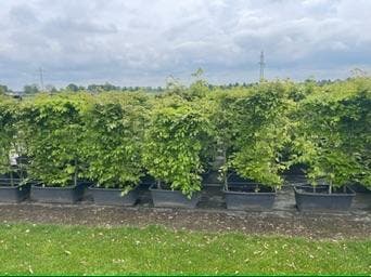 Beukenhagen Beuken haag element bakken met 3 stuks € 15,00, Tuin en Terras, Planten | Struiken en Hagen, Beukenhaag, Haag, 100 tot 250 cm