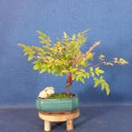Heilige-Bamboe-Bonsai (Nandina domestica) - Hoogte (boom):