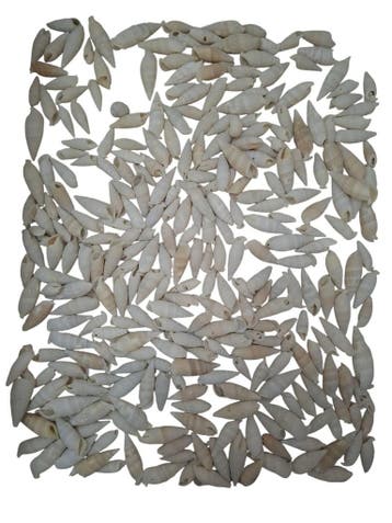 Cerithium Vertagus schelpen ca. 1 kilo, Ophalen of Verzenden, Nieuw