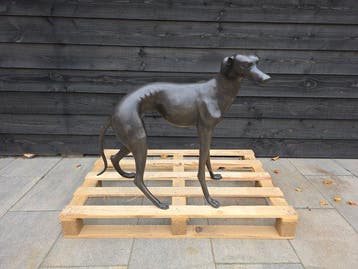 Beeld, Bronze: XL Greyhound Dog - 77 cm - Brons - 2026