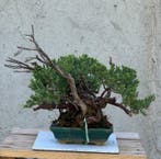 Jeneverbes bonsai (Juniperus) - Hoogte (boom): 32 cm -, Antiek en Kunst, Curiosa en Brocante