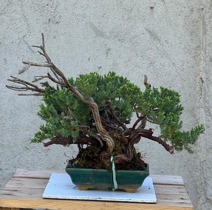 Jeneverbes bonsai (Juniperus) - Hoogte (boom): 32 cm -, Antiek en Kunst, Curiosa en Brocante