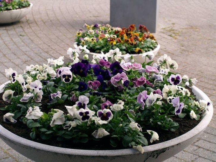 Grote Bloempot - Bloembak - Plantenschaal, Tuin en Terras, Bloempotten, Minder dan 40 cm, 40 cm of meer, Tuin, Rond, Nieuw, Beton