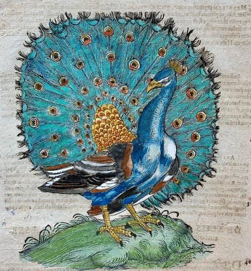 Conrad Gesner - Vogelbuch - 1617