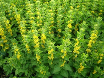 Lysimachia punctata nummularia puntwederik penningkruid geel, Ophalen of Verzenden, Zomer, Vaste plant