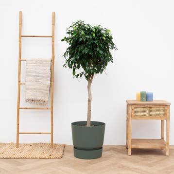 Green Bubble - Ficus Benjamina Danielle - 150cm - Ø32 cm, Ophalen of Verzenden