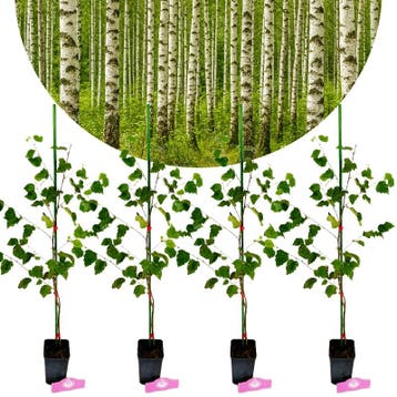 Betula pendula, Hoogte 50/60cm - 9cm pot, Verzenden, Volle zon