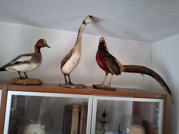 Fazant Taxidermie volledige montage - Oca - 20 cm - 40 cm -, Verzamelen, Nieuw