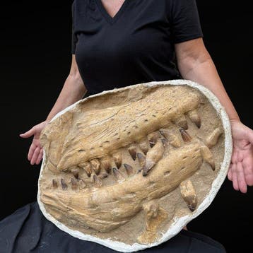 Kauw van een mosasauriër Curry Prognathodon – Natuurgetrouwe