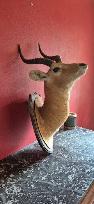 Cobe de Buffon Taxidermie wandmontage - Kobus cob - superbe, Nieuw