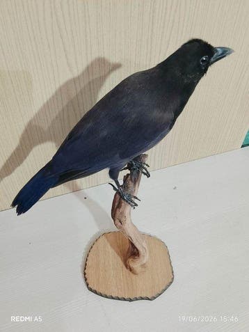 paarse spreeuw Taxidermie volledige montage - Cyanocorax, Nieuw