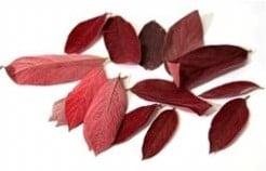 Velvet leaves Rood doos 200 stuks, Ophalen of Verzenden, Nieuw