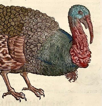 Conrad Gesner - First German Issue - Poultry, Turkey - Hand