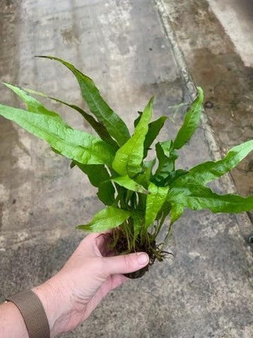 Microsorum Pteropus (Aquariumplanten, Aquarium producten), Dieren en Toebehoren, Verzenden, Nieuw, Plant(en), Steen of Hout