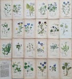 Diedrich Franz Leonhard von Schlechtendal (1794 / 1866) -