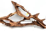 Osaka XL60 uniek aquarium decoratie hout  160x82x30cm, Dieren en Toebehoren, Ophalen of Verzenden, Nieuw, Plant(en), Steen of Hout