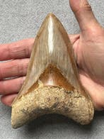 Grote Megalodon tand 13,6 cm - Fossiele tand - Carcharocles