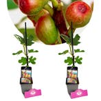 Ficus carica Little Miss Figgy + Pot 9cm 2 s, Tuin en Terras, Planten | Fruitbomen, Verzenden, Halfschaduw