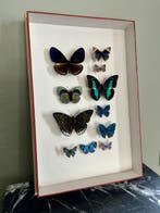 Vlinder Taxidermie volledige montage - Lepidoptera - 39 cm -, Nieuw