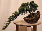 Jeneverbes bonsai (Juniperus) - Hoogte (boom): 12 cm -
