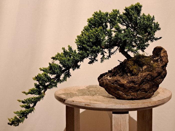 Jeneverbes bonsai (Juniperus) - Hoogte (boom): 12 cm -, Antiek en Kunst, Curiosa en Brocante