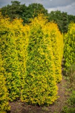 Thuja occidentalis Yellow Ribbon 225-250 met kluit, Ophalen, Conifeer, Haag, 100 tot 250 cm