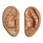 Acupunctuur / reflexzone modellen oor (links en rechts,...., Nieuw