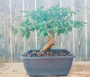 Dwerg granaatappel bonsai (Punica granatum) - Hoogte (boom):