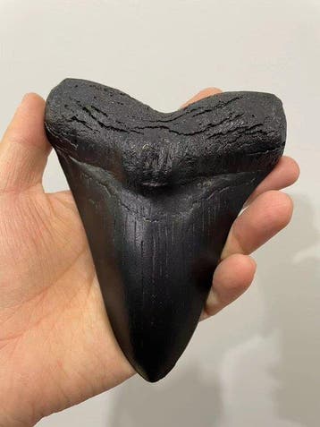 Megalodon-tand Taxidermie replica montage - Megalodon tooth