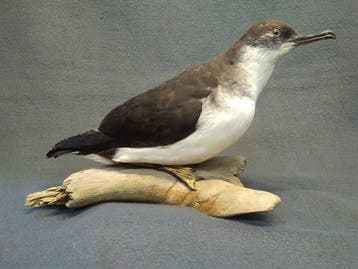 Manx. Shearwater Taxidermie volledige montage - Puffinus, Nieuw