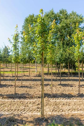 Acer x freemanii hoogstam 18/20