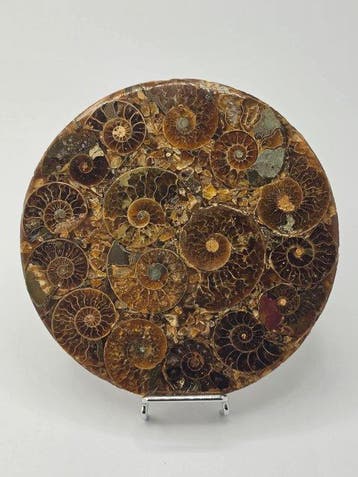 Ammoniet - Gefossiliseerd dier - Aioloceras (Cleoniceras)
