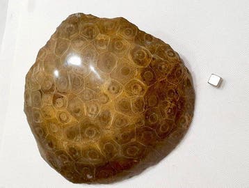 Koraal Koraal - Corail fossilisé (Zonder minimumprijs), Antiek en Kunst, Curiosa en Brocante