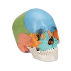 Anatomie model schedel osteopathie, 22-delig, topkwalite..., Nieuw