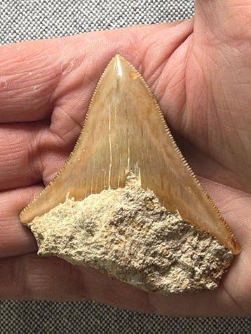 Megalodons tand 7,2 cm - Fossiele tand - Carcharocles